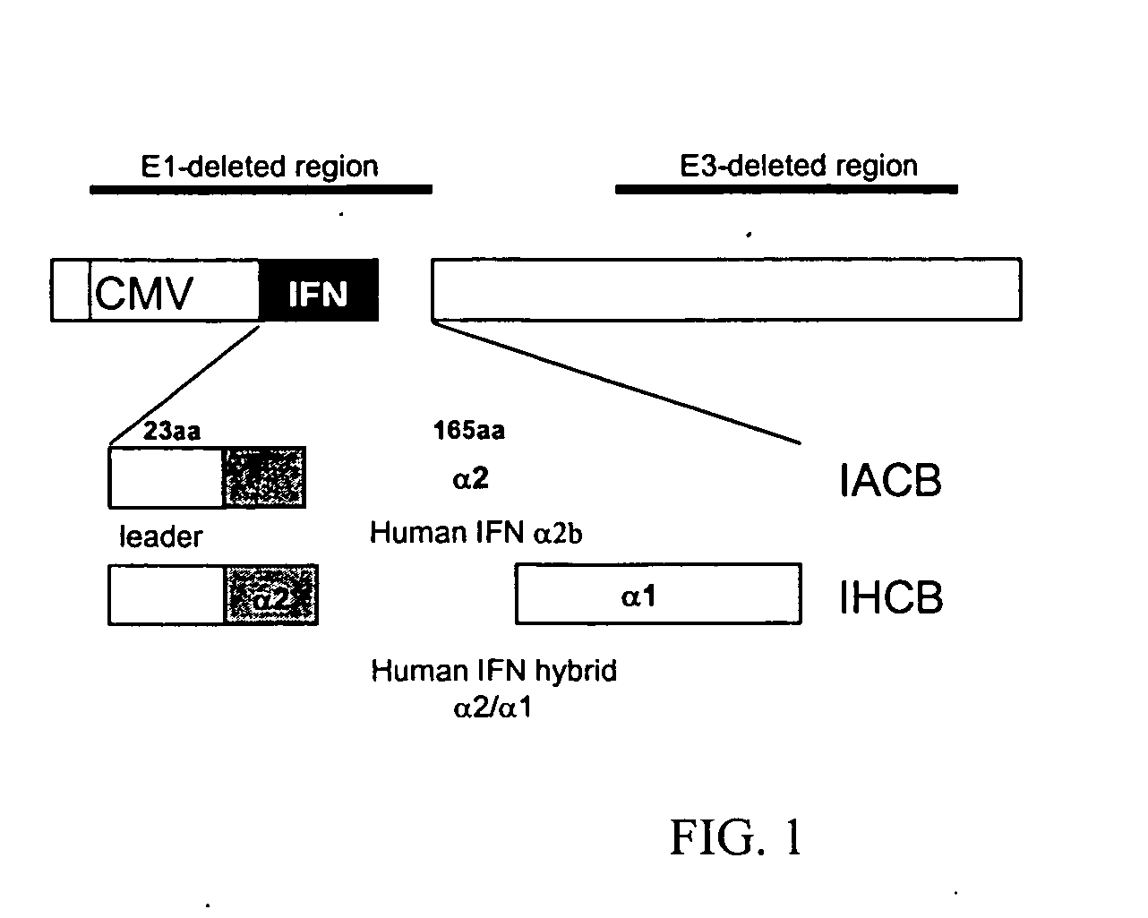 Methods and compositions for interferon therapy