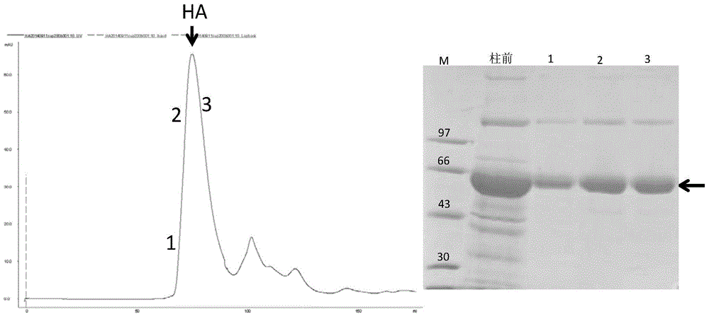 Method for preparing animal cell galactosylated modification influenza HA (Hemagglutinin) glycoprotein from glycosyl engineering yeast