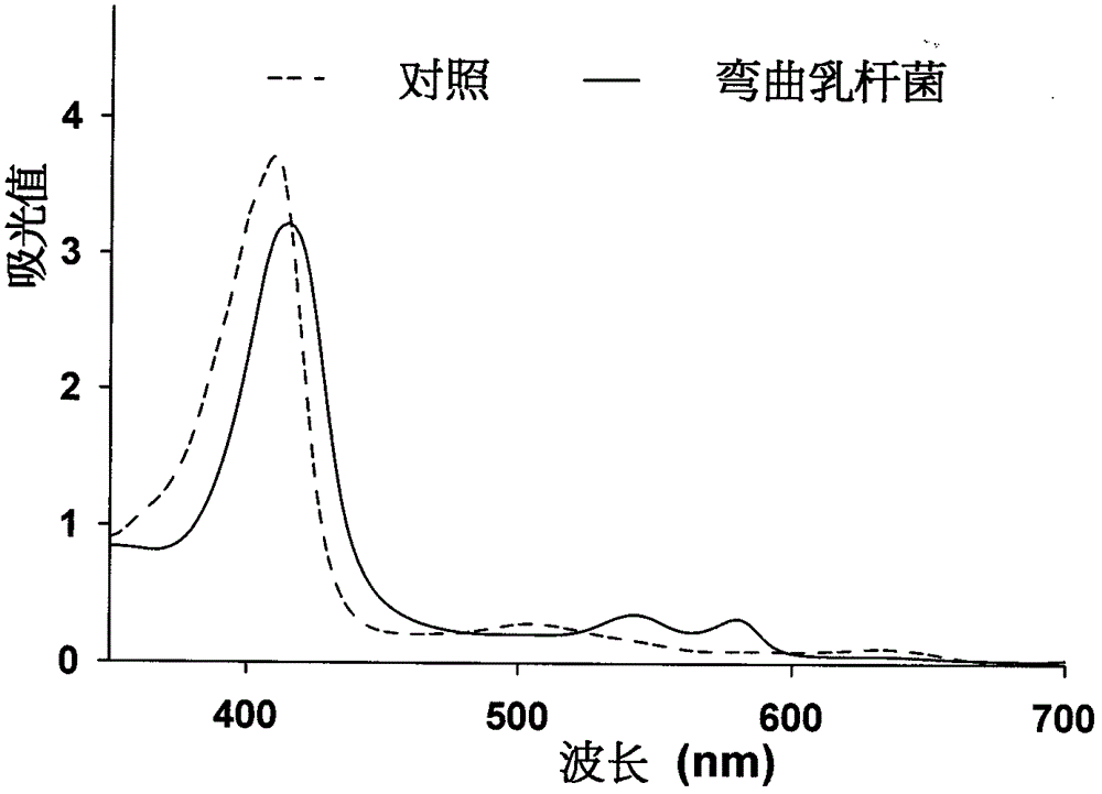 Lactobacillus curvatus R5 capable of converting metmyoglobin to produce oxymyoglobin, and new use thereof