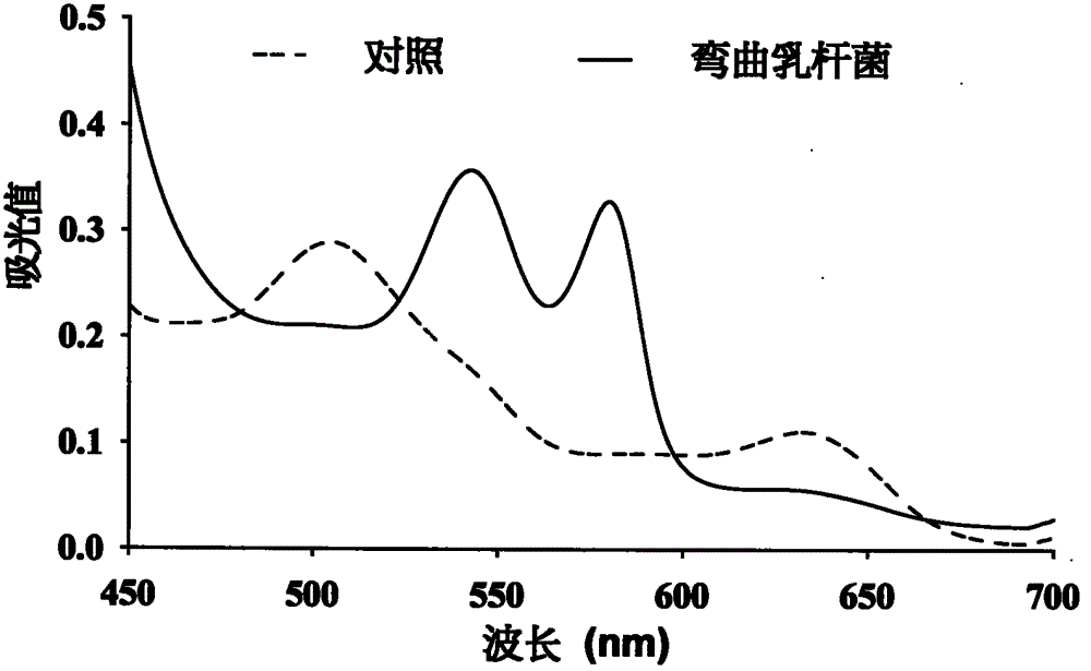 Lactobacillus curvatus R5 capable of converting metmyoglobin to produce oxymyoglobin, and new use thereof