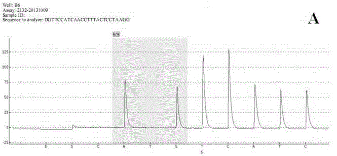 Forensic entomology detection kit based on eight sarcophagidae mitochondrial SNP (single nucleotide polymorphisms) genetic markers