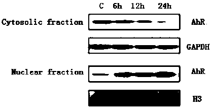 Apoferritin-benzothiazole compound complex as well as preparation method and application thereof