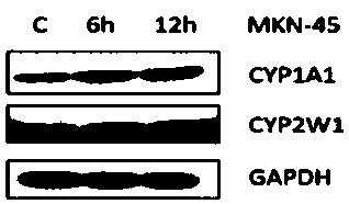 Apoferritin-benzothiazole compound complex as well as preparation method and application thereof