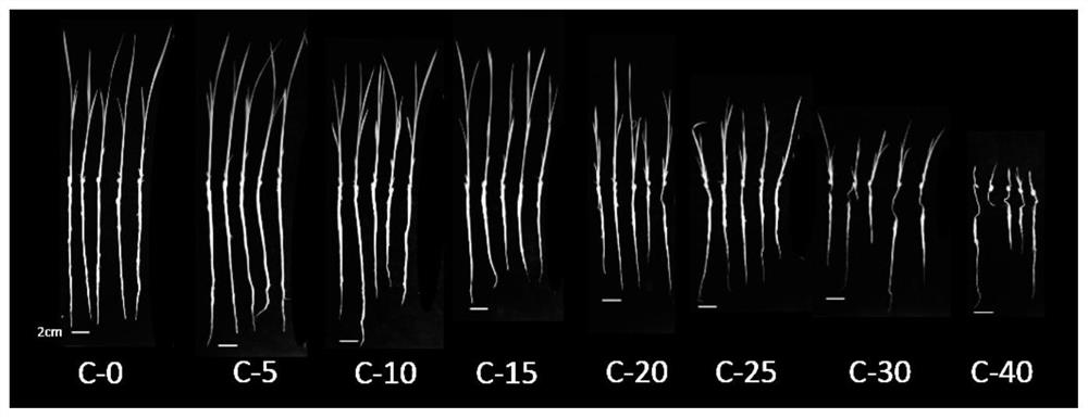 Method for creating mutation of rice seedlings through heavy ion beam radiation