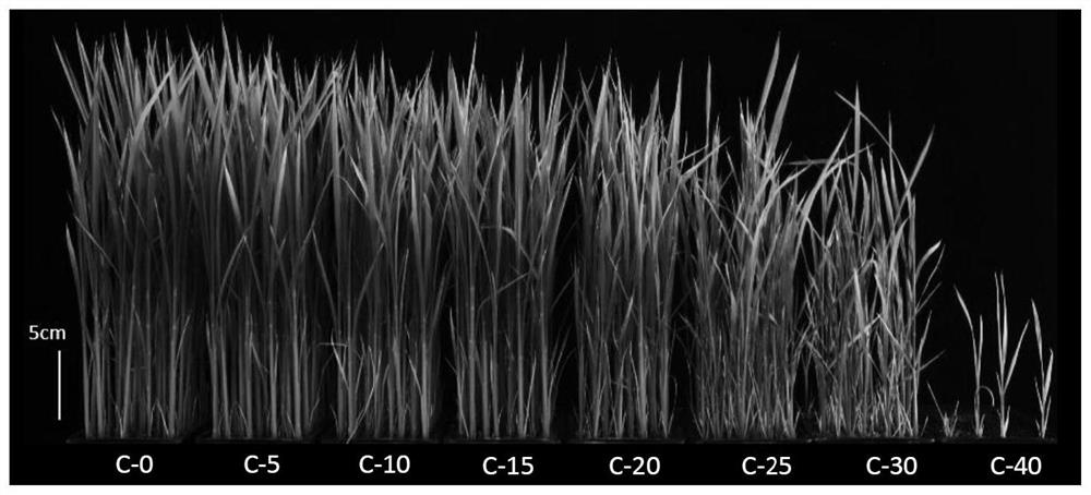 Method for creating mutation of rice seedlings through heavy ion beam radiation