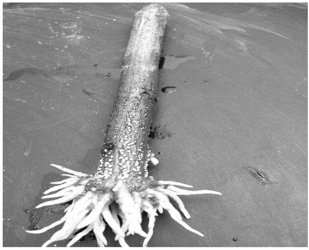 Cutting rooting method for hard branches of robinia pseudoacacia