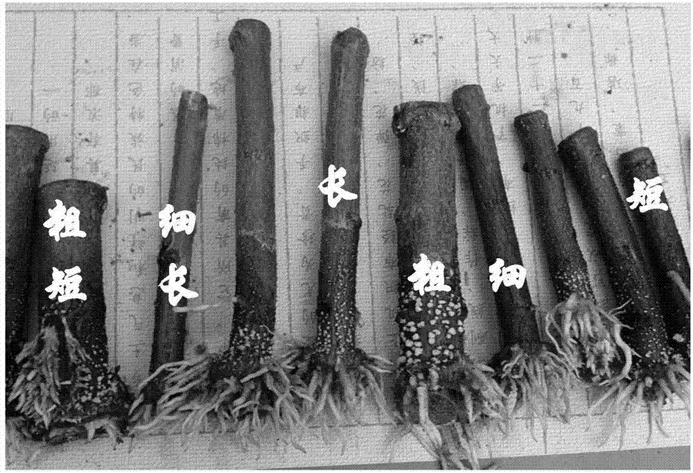 Cutting rooting method for hard branches of robinia pseudoacacia