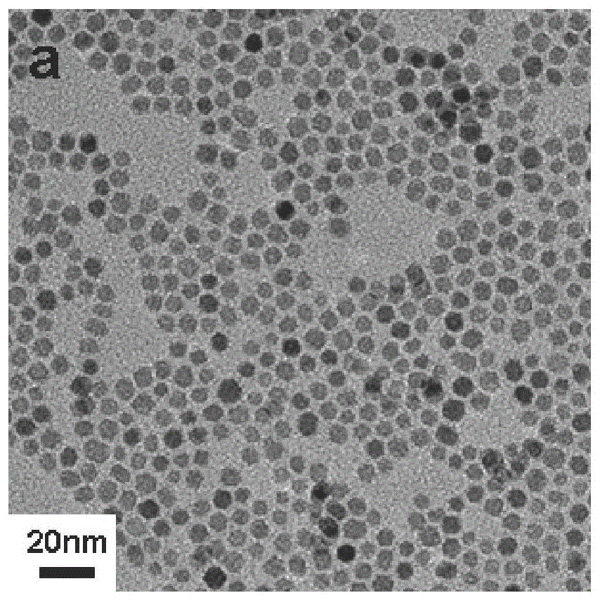 A method for preparing water-soluble magnetic nanoparticles