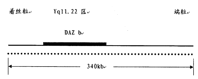 Detecting agent for detecting male infertility and use thereof