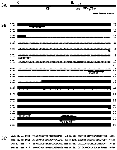 Functional marker of maize recessive nuclear male sterility mutant gene ms1 and applications thereof