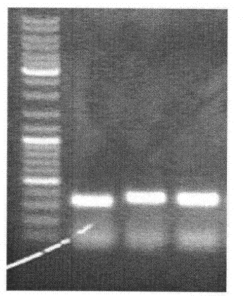 Kit and method for rapidly detecting DNA methylation