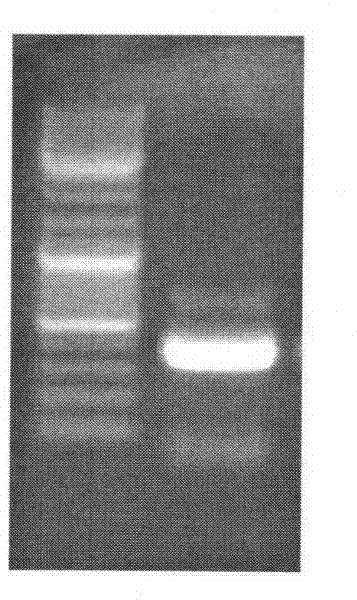 Kit and method for rapidly detecting DNA methylation