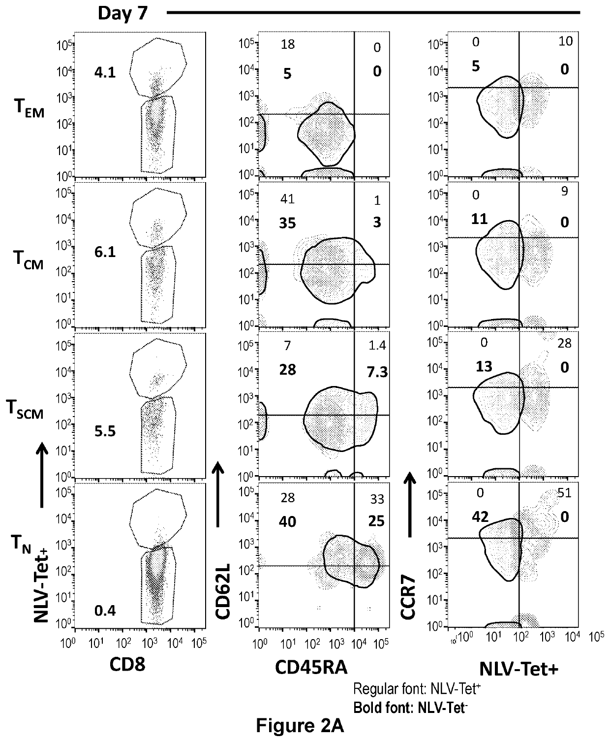 Generation and use in adoptive immunotherapy of stem cell-like memory t cells