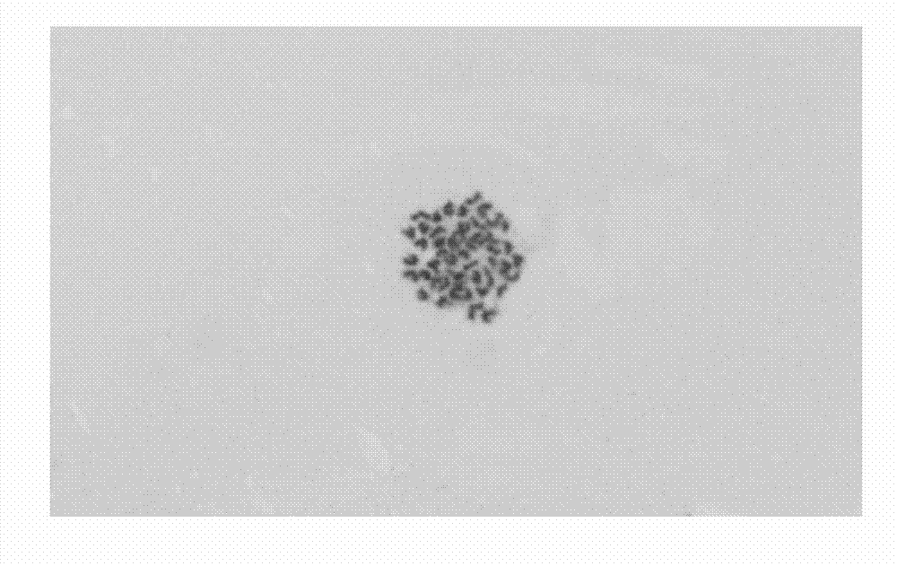 Preparation method of siganus guttatus chromosome