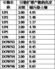 Method for detecting cadmium pollution through variation of genetic expression of brassica plant