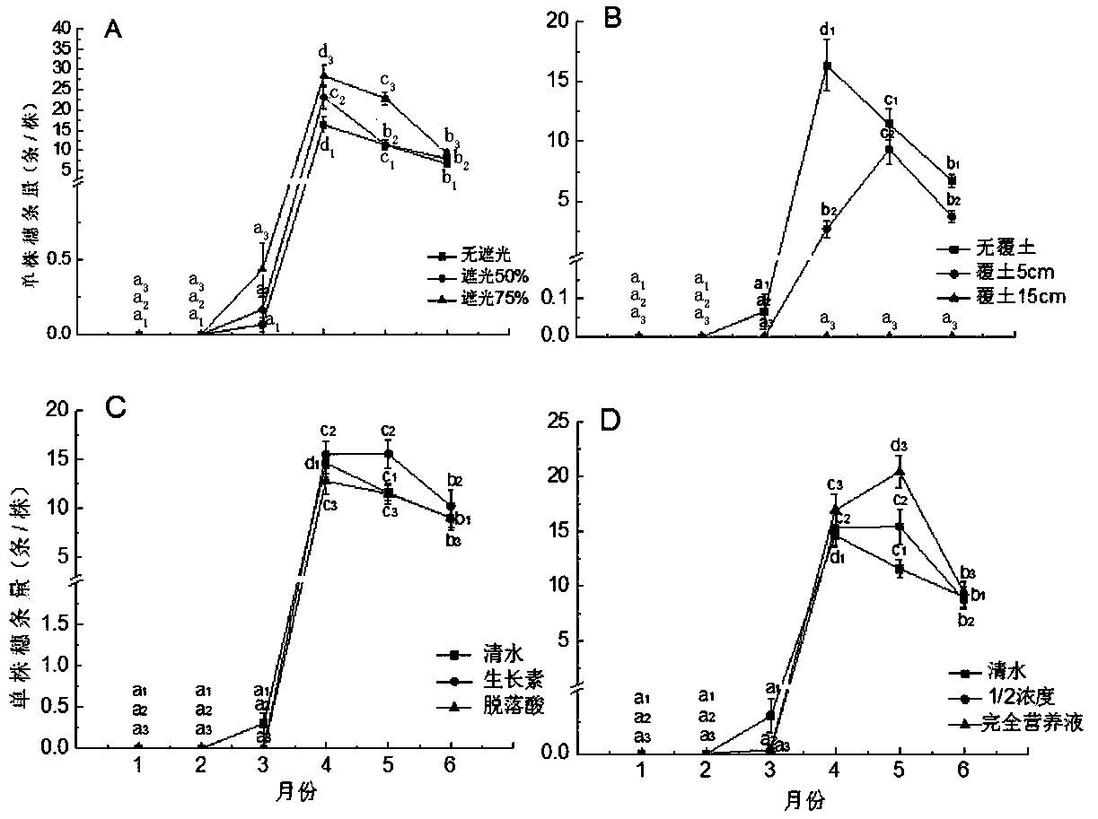 Cunninghamia lanceolata stock plant yield regulation method