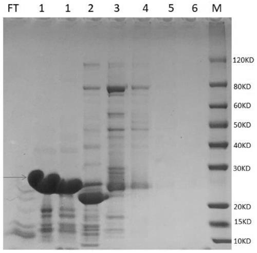 Mycoplasma pneumoniae fusion antigen as well as preparation method and application thereof