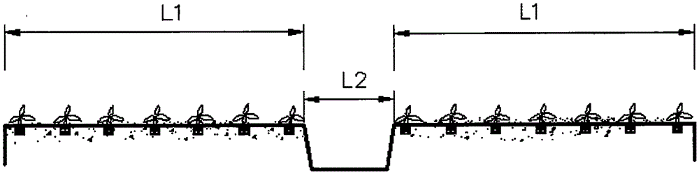 Seedling cultivation method for wild fruit kadsurae coccinea (Lem.)A.C.Smith