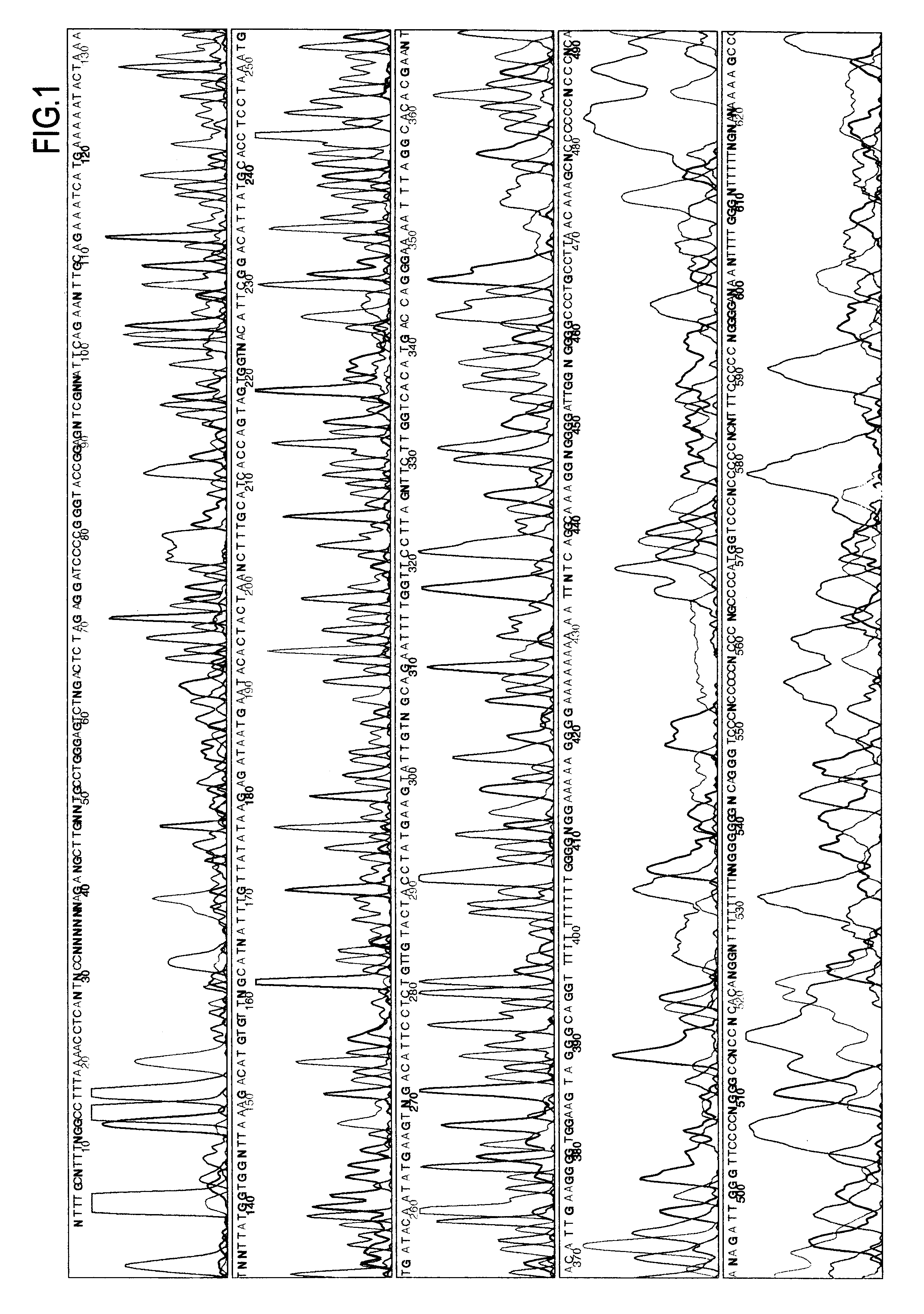 Use of extremely thermophilic DNA-polymerases