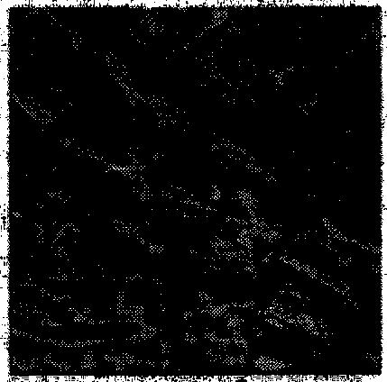 Real-time lossless compression method for image