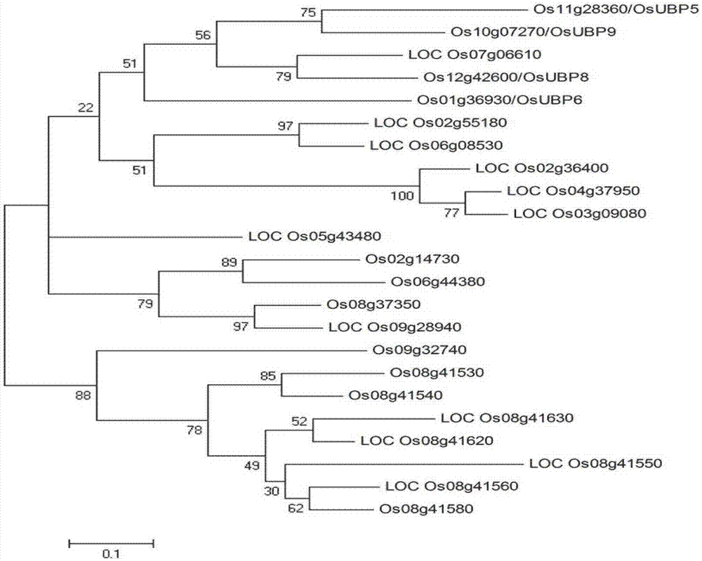 Deubiquitinating enzyme gene UPB5 for regulating and controlling grain shape and leaf color of rice and application thereof