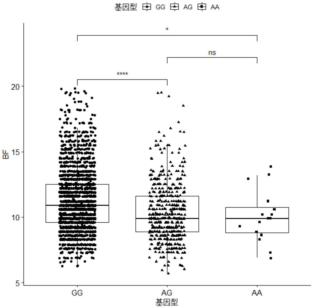 SNP molecular marker related to pig backfat thickness and application thereof