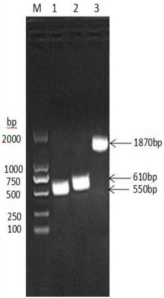 Fusion protein composed of chicken albumin, chicken interferon gamma and chicken interferon alpha and preparation method thereof