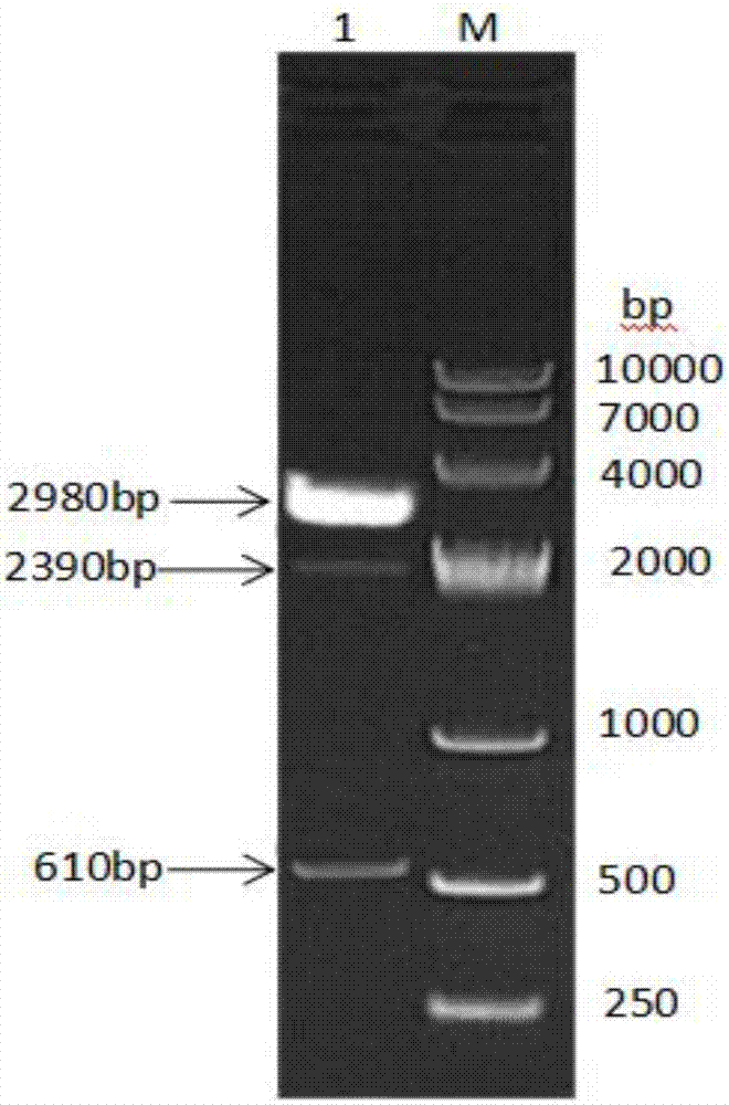 Fusion protein composed of chicken albumin, chicken interferon gamma and chicken interferon alpha and preparation method thereof