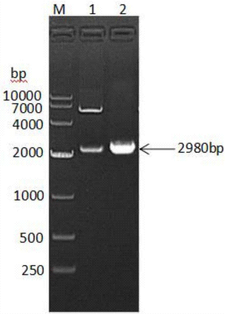 Fusion protein composed of chicken albumin, chicken interferon gamma and chicken interferon alpha and preparation method thereof