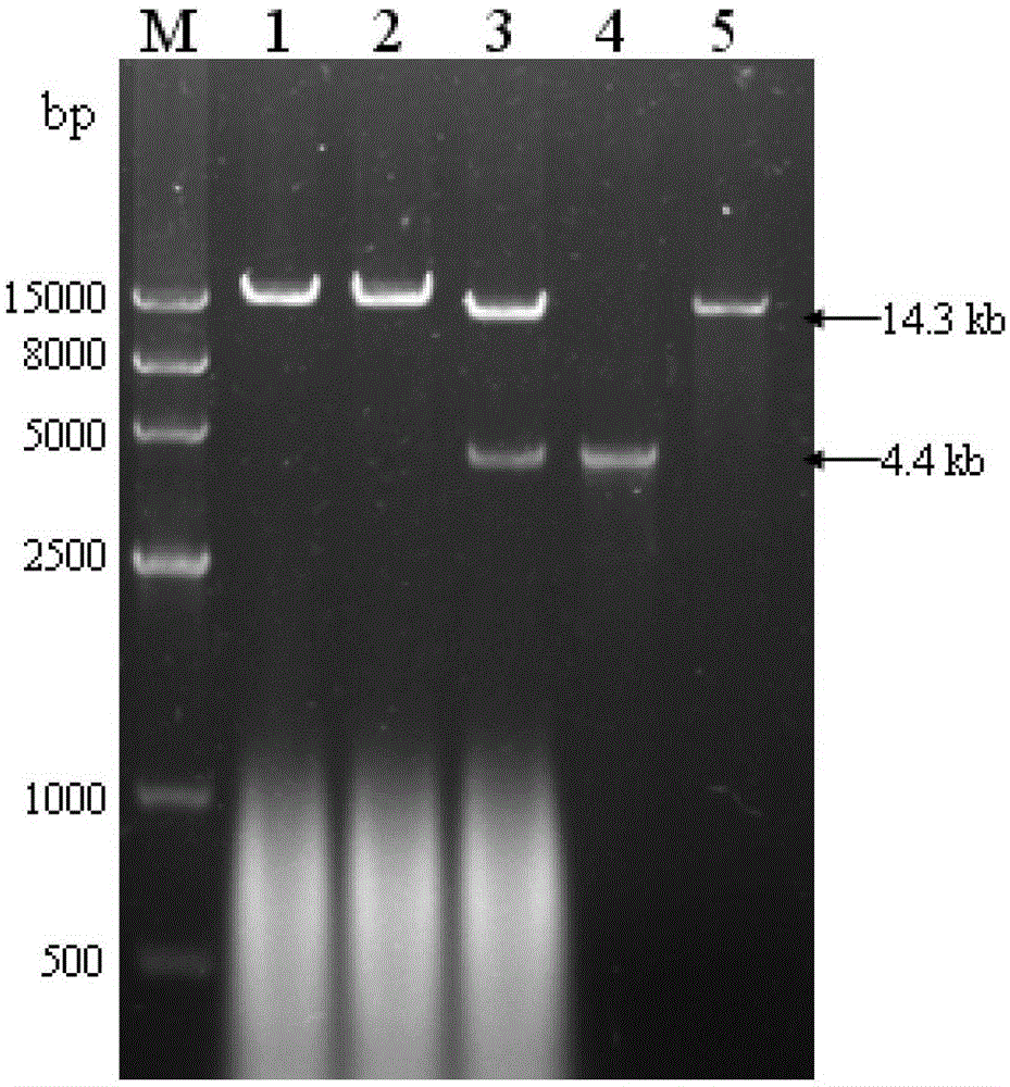 Genetically engineered bacteria highly expressing α-glucosidase and its construction method