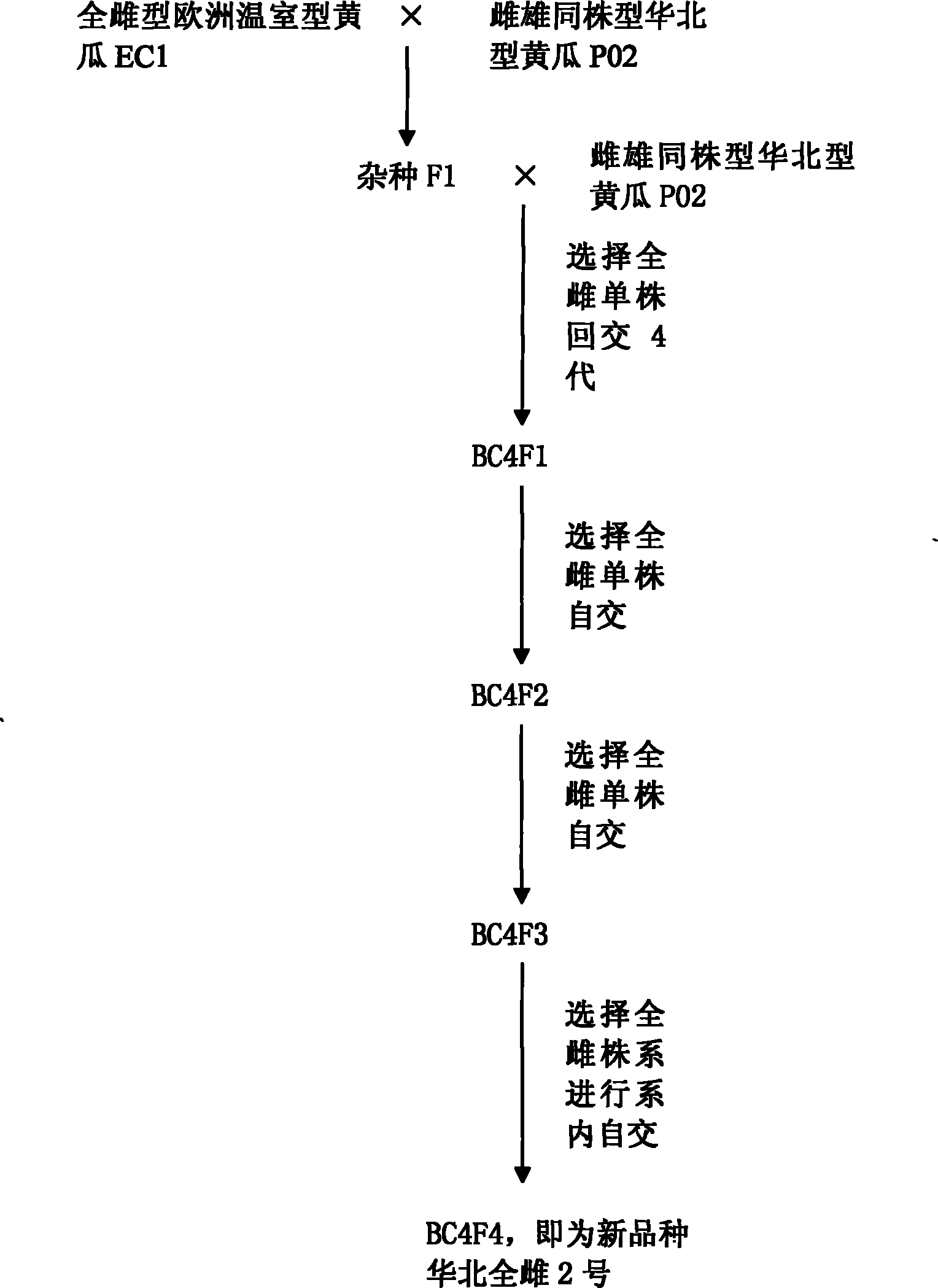 Cultivation and application of huabei all-female No.2 variety of all-female huabei type cucumber