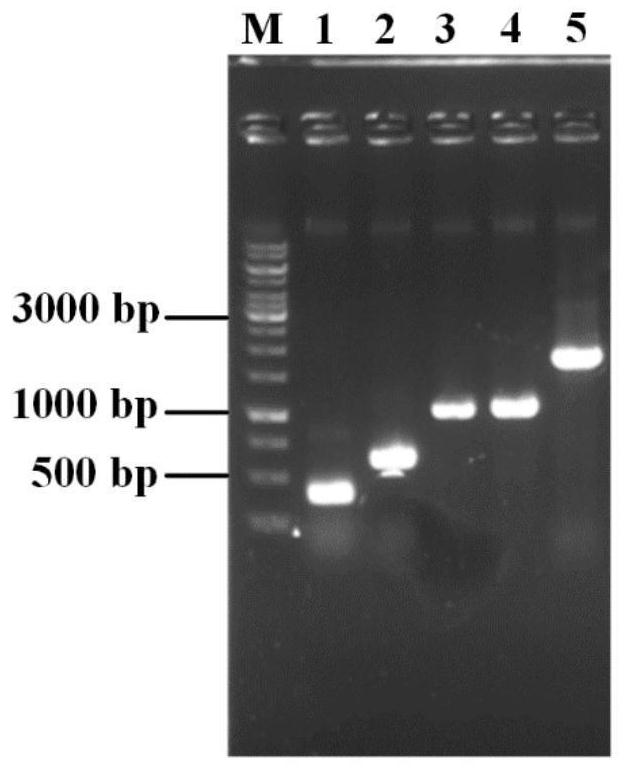 Genetic engineering strain for producing inosine as well as construction method and application thereof