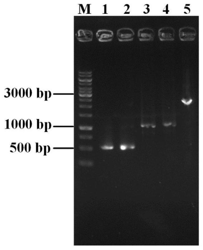 Genetic engineering strain for producing inosine as well as construction method and application thereof