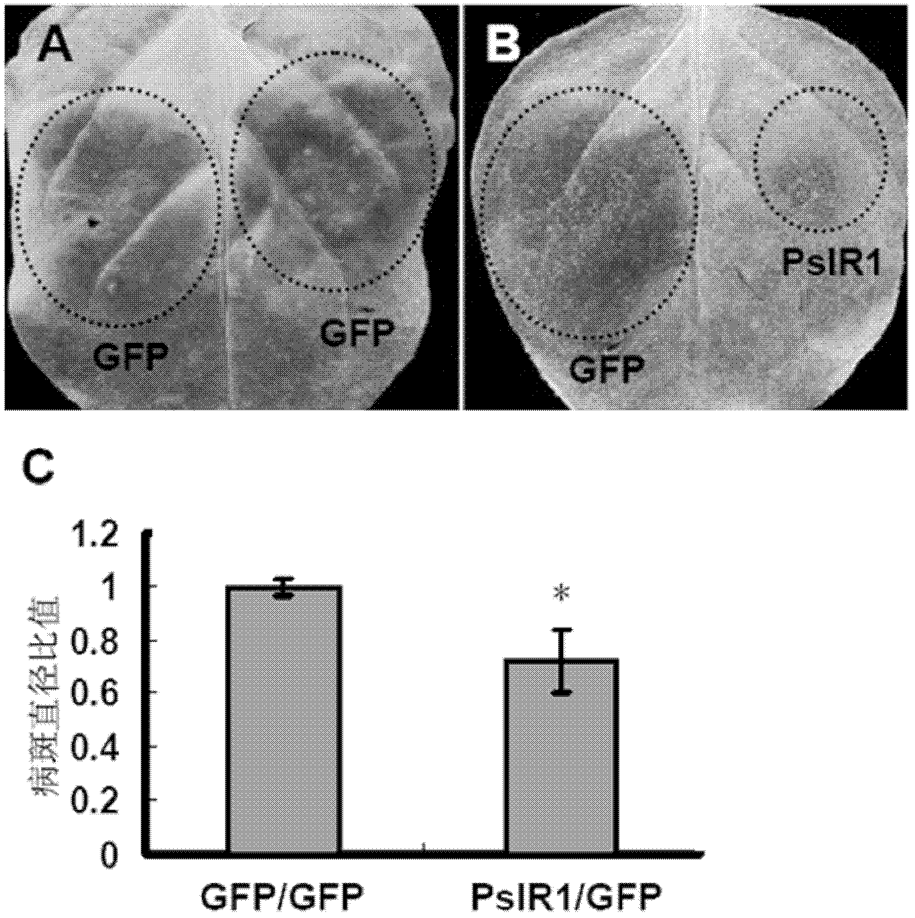 Application of phytophthora sojae gene PsIR1 capable of inducing plant disease resistance