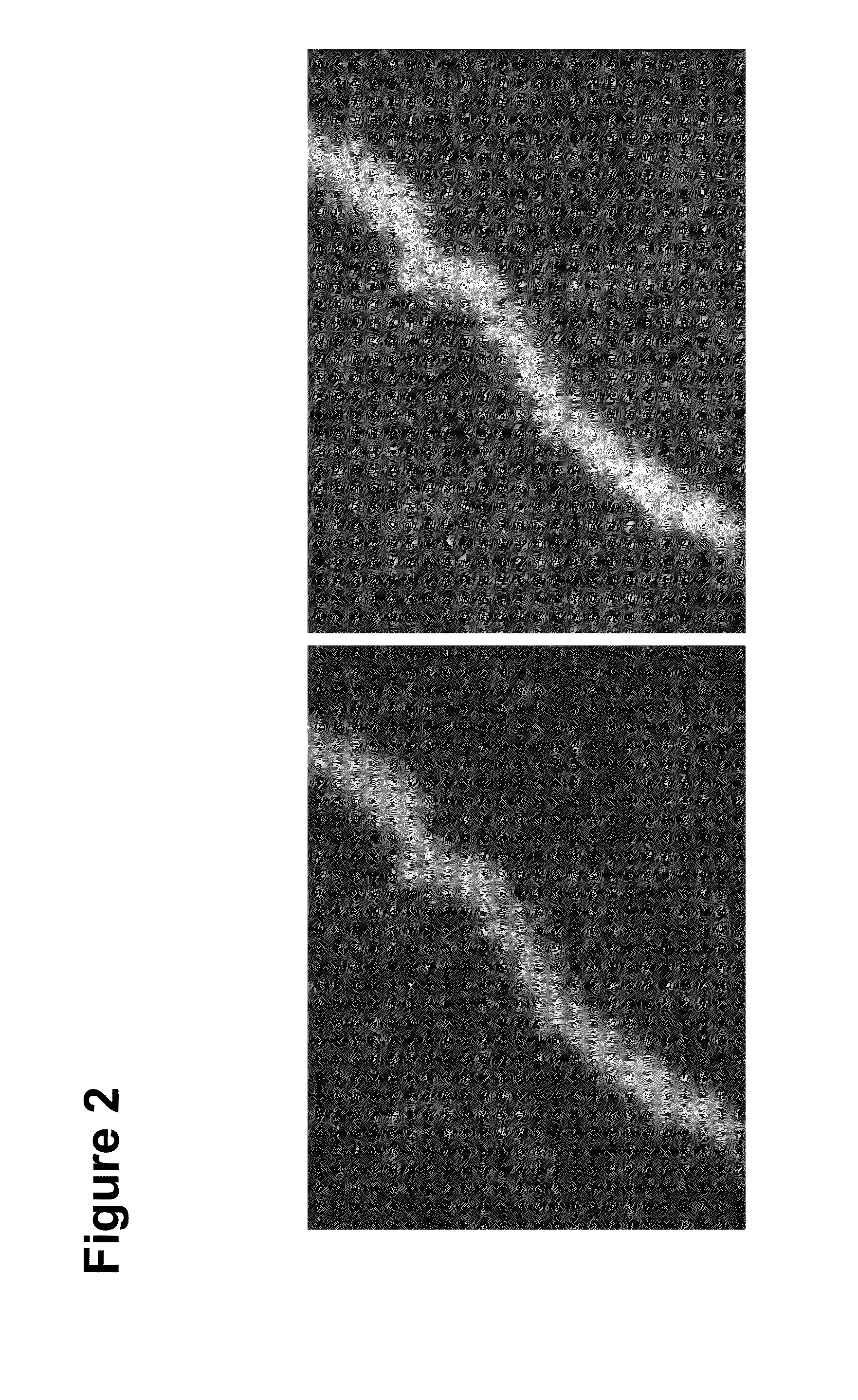 Methods and systems for expanding ac133+ cells and directing differentiation