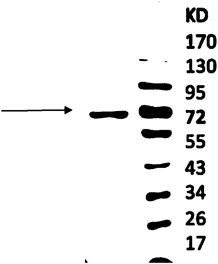 LGR4 and R-spondin conjunction inhibitor as well as application thereof in treatment on tumors