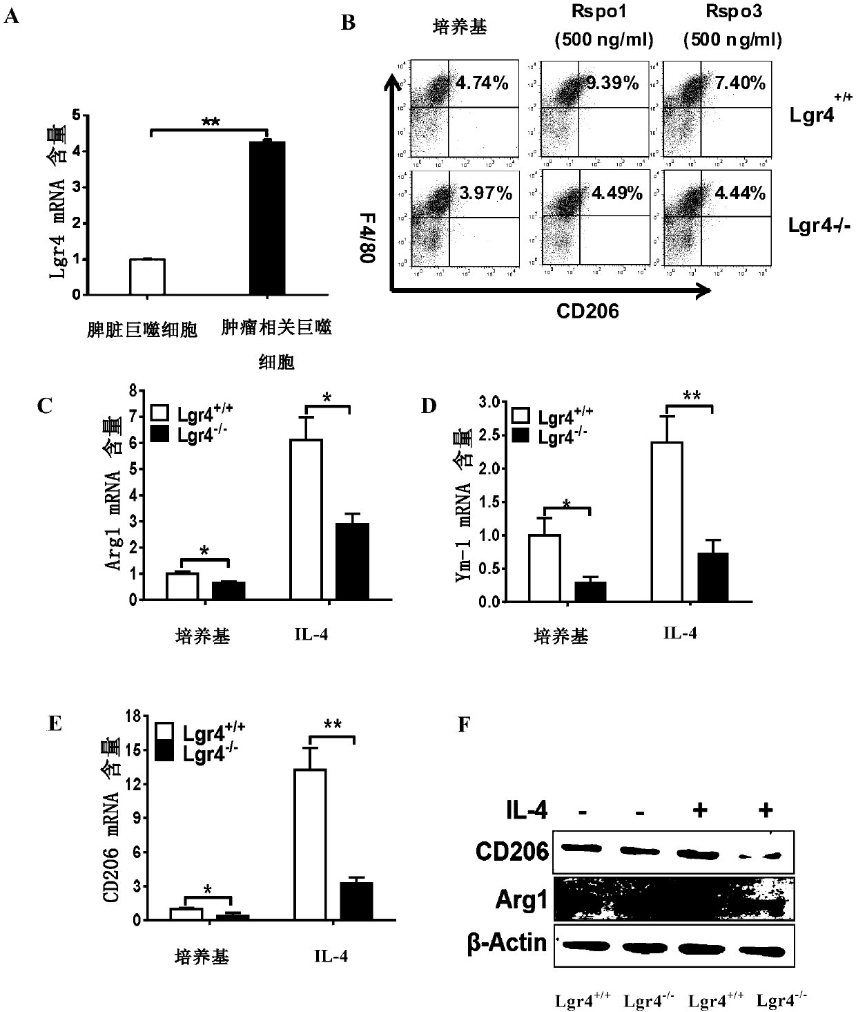 LGR4 and R-spondin conjunction inhibitor as well as application thereof in treatment on tumors