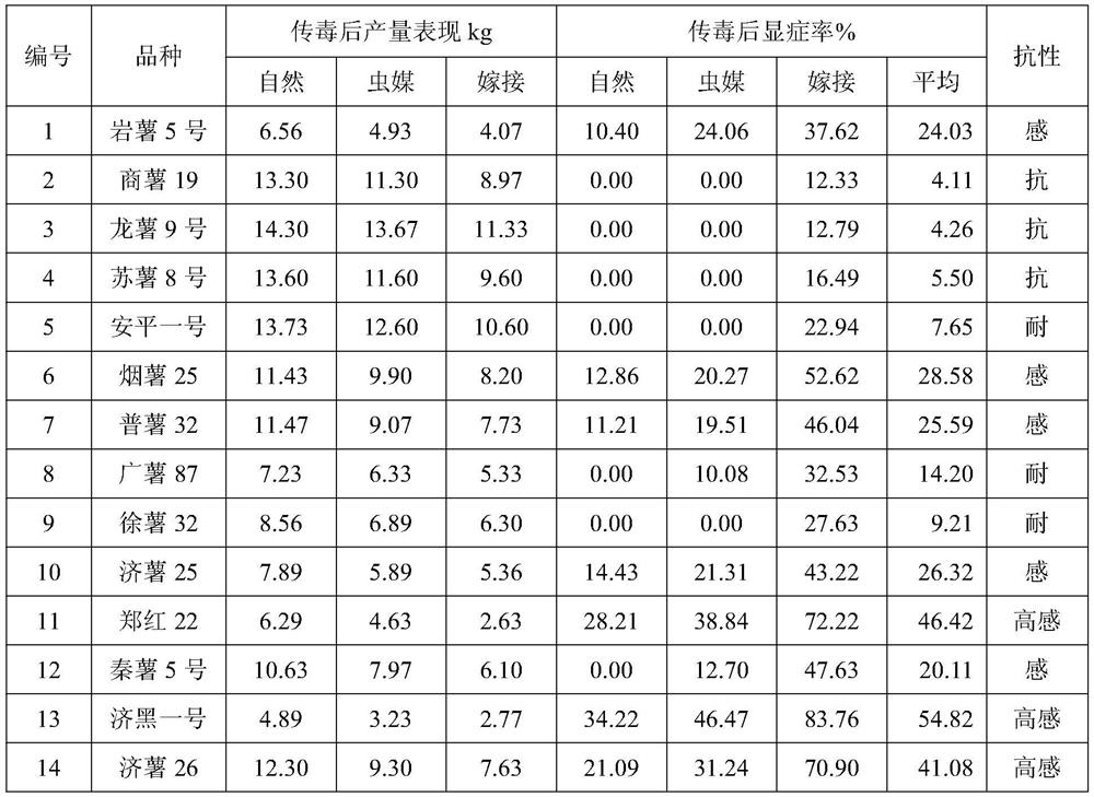 A kind of resistance identification method of sweet potato leaf roll virus disease