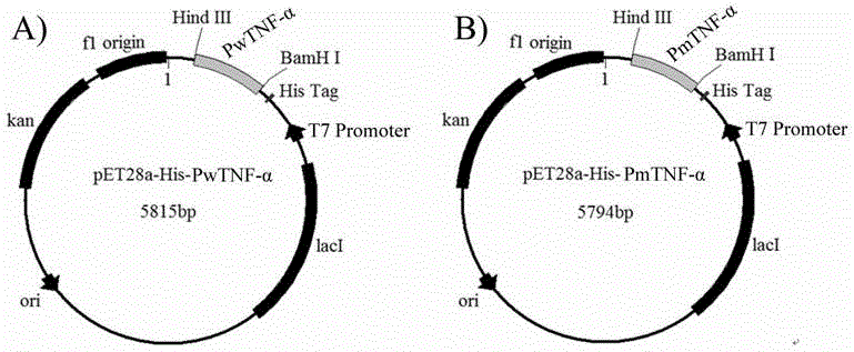 Construction of domestic porcine tumor necrosis factor mutant and protein expression purification method