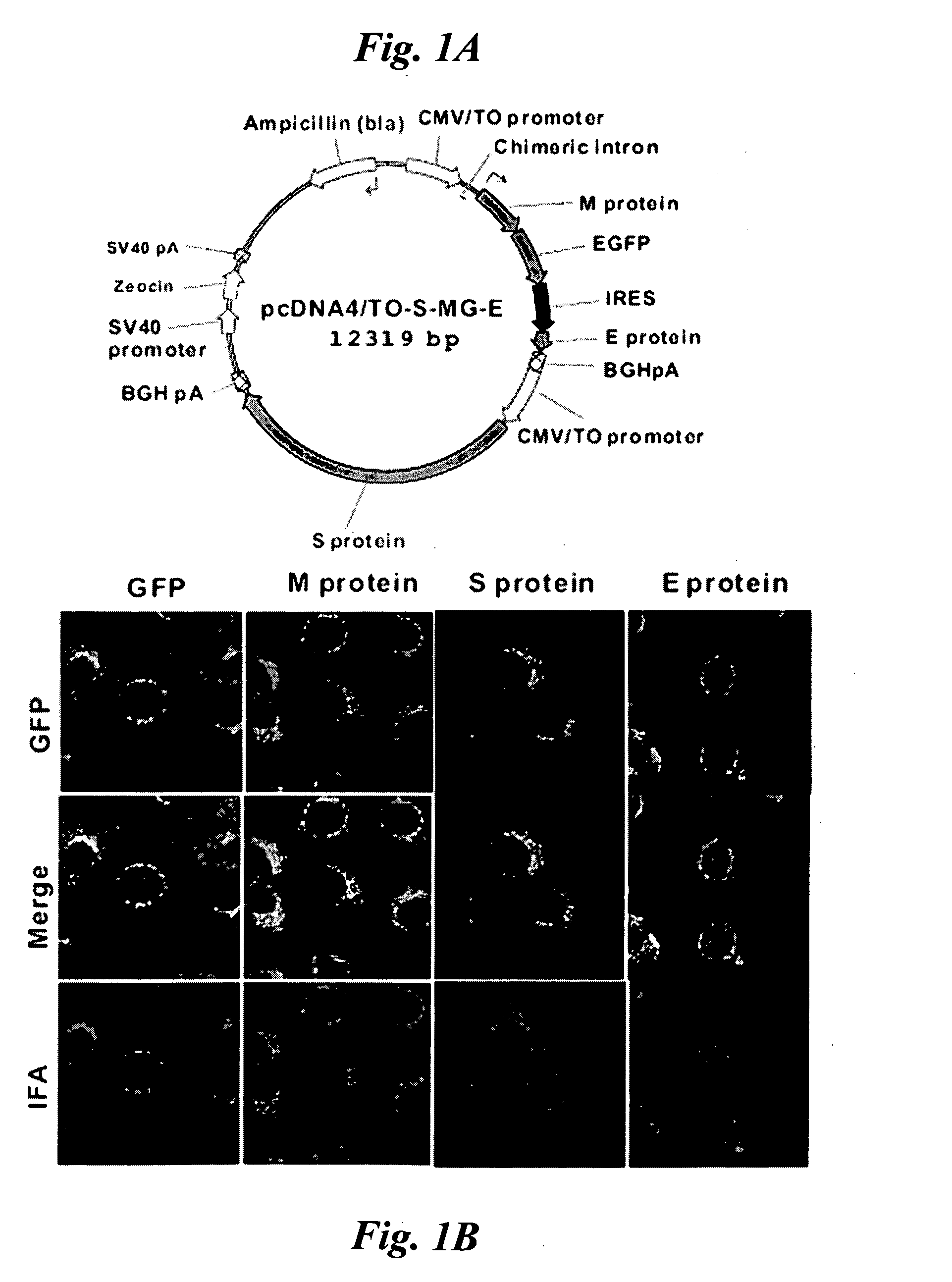 High-yield transgenic mammalian expression system for generating virus-like particles