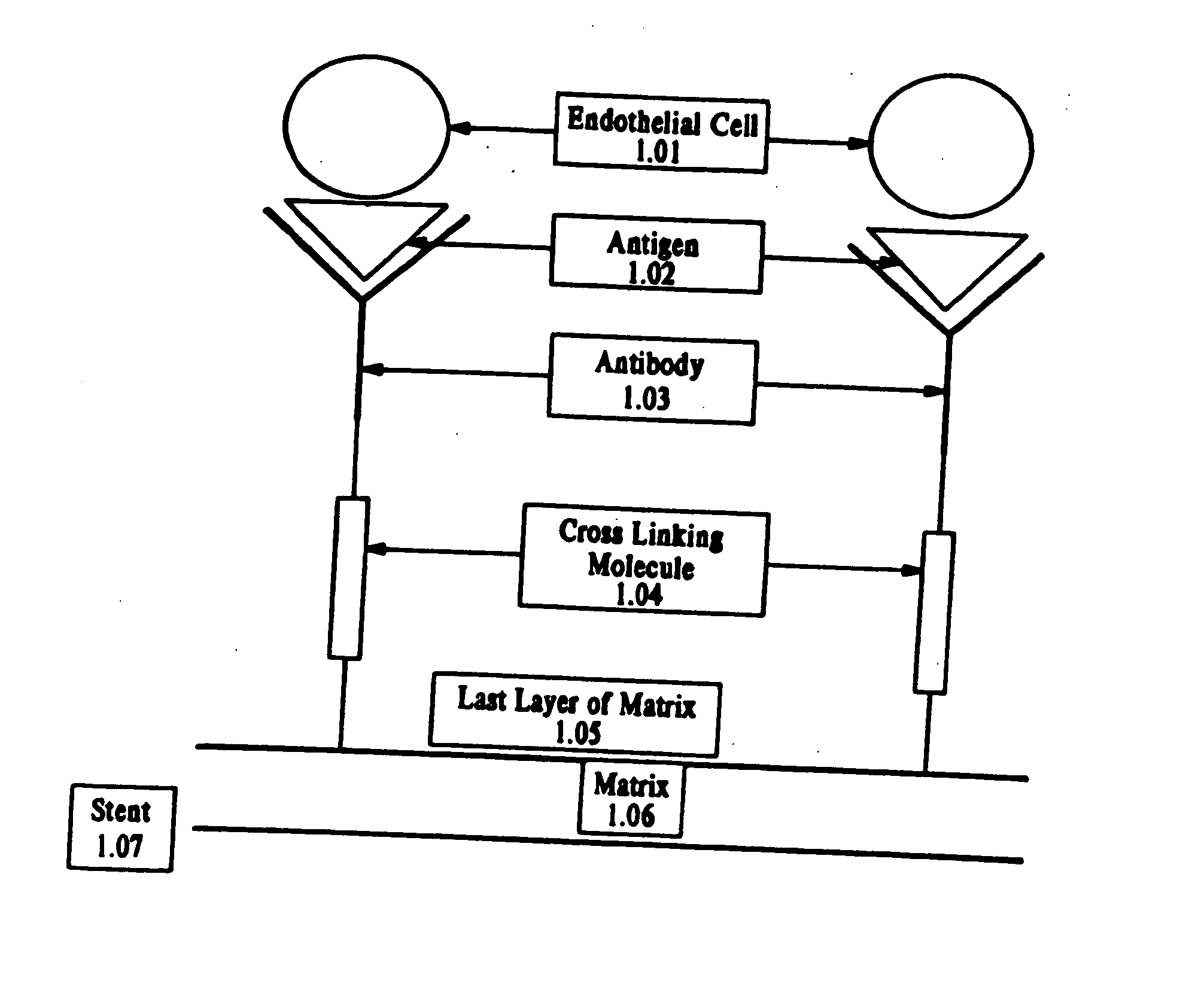 Medical device with coating that promotes endothelial cell adherence and differentiation