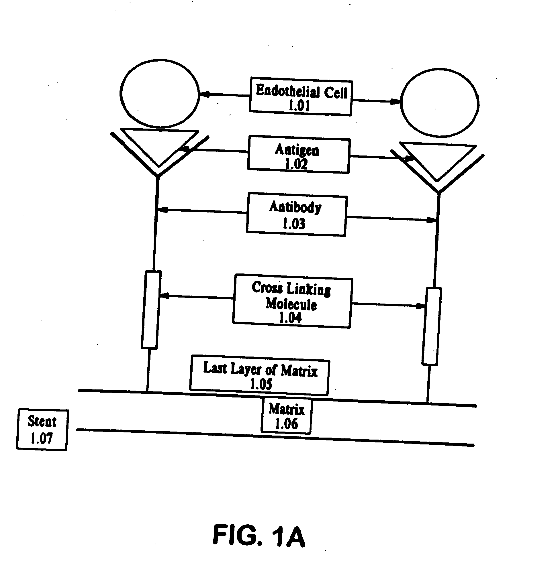 Medical device with coating that promotes endothelial cell adherence and differentiation