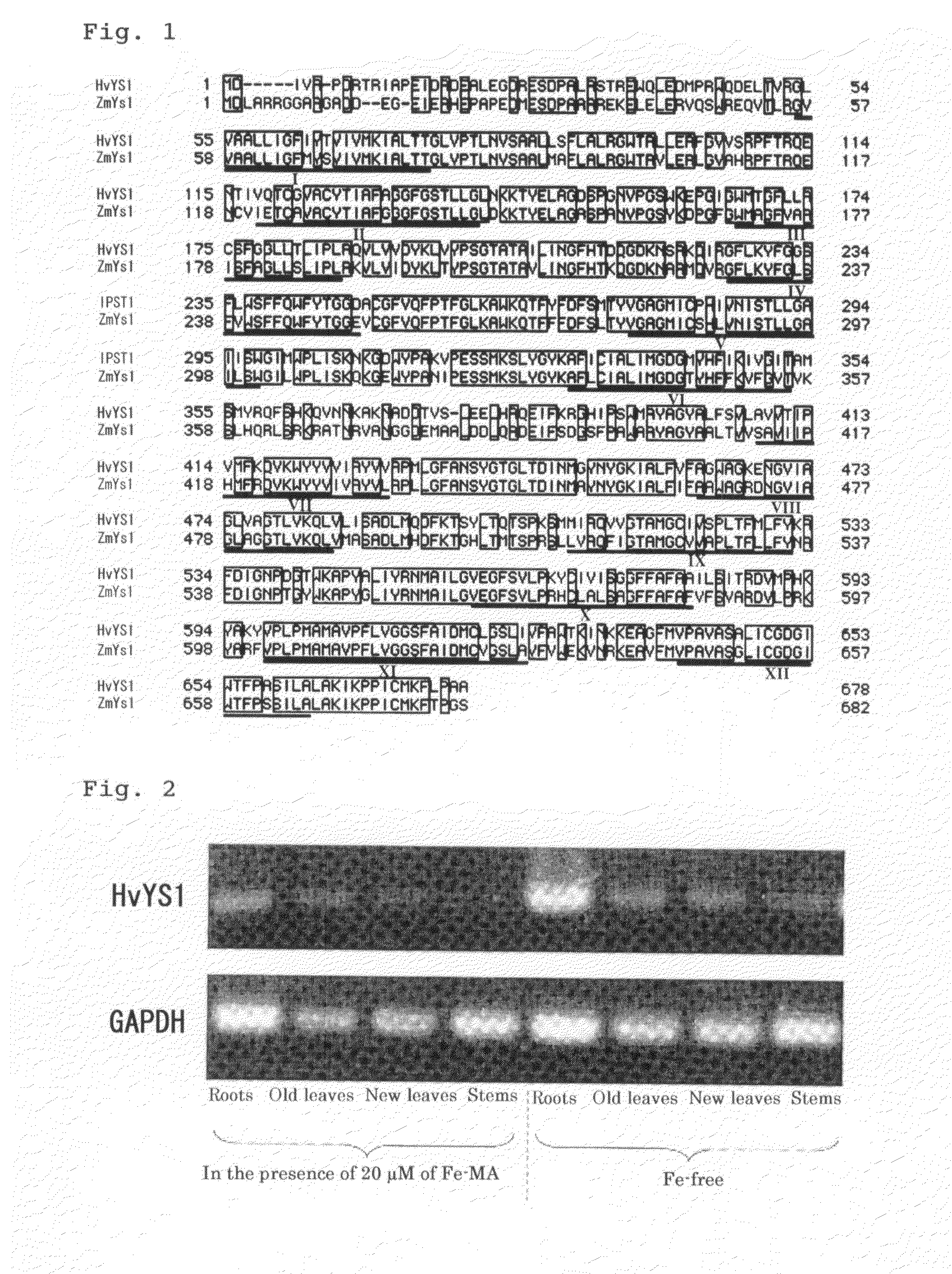 Gene of transporter selective to mugineic acid-iron complex