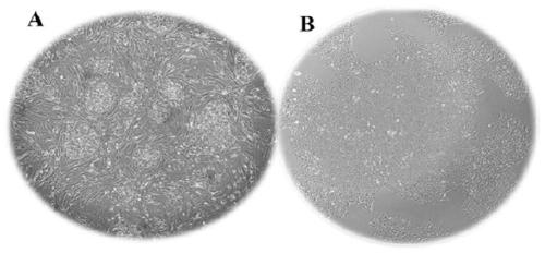 Method for Directed Induction and Differentiation of Human Embryonic Stem Cells into Corneal Endothelial Cells