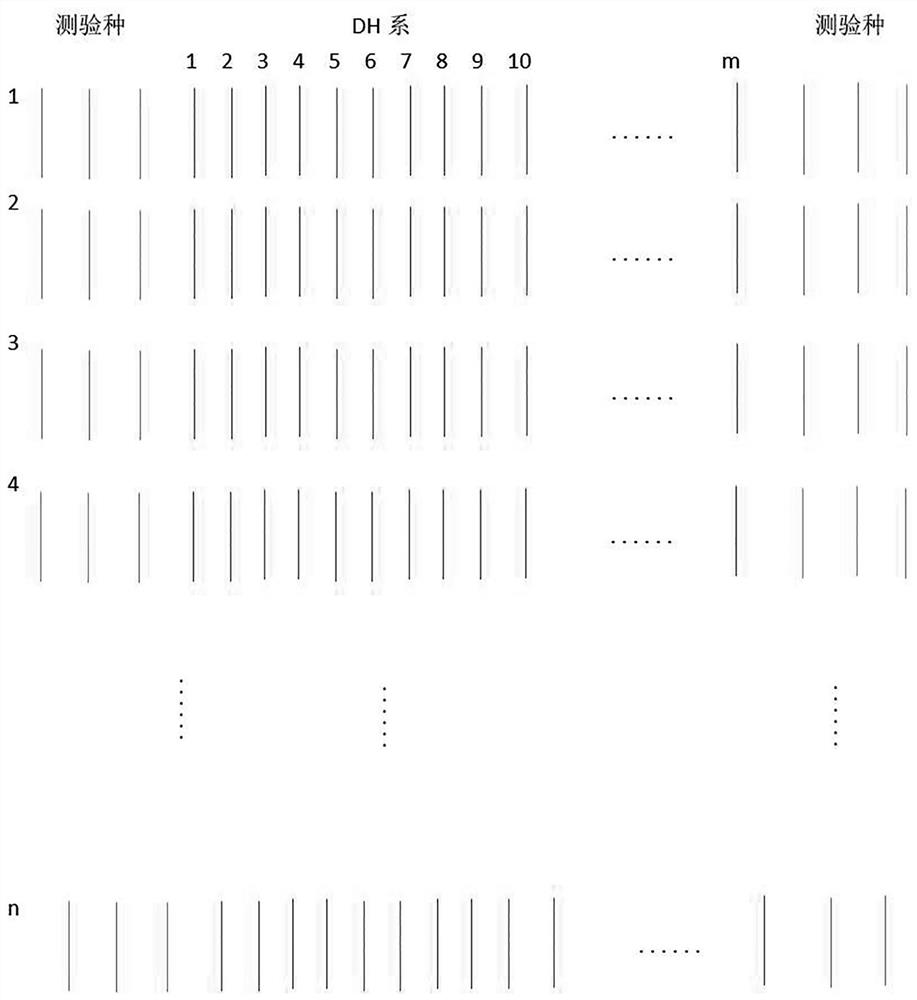 A planting method for identification of combining ability of maize dh line