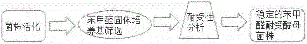 Application of saccharomyces cerevisiae in biosynthetic L-phenylacetylcarbinol