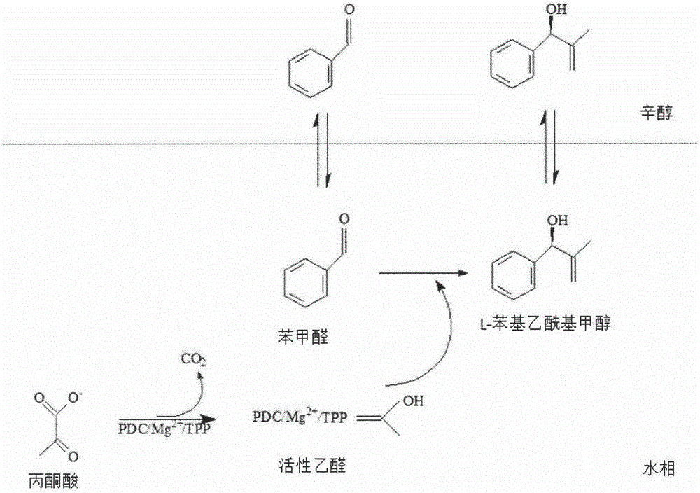 Application of saccharomyces cerevisiae in biosynthetic L-phenylacetylcarbinol