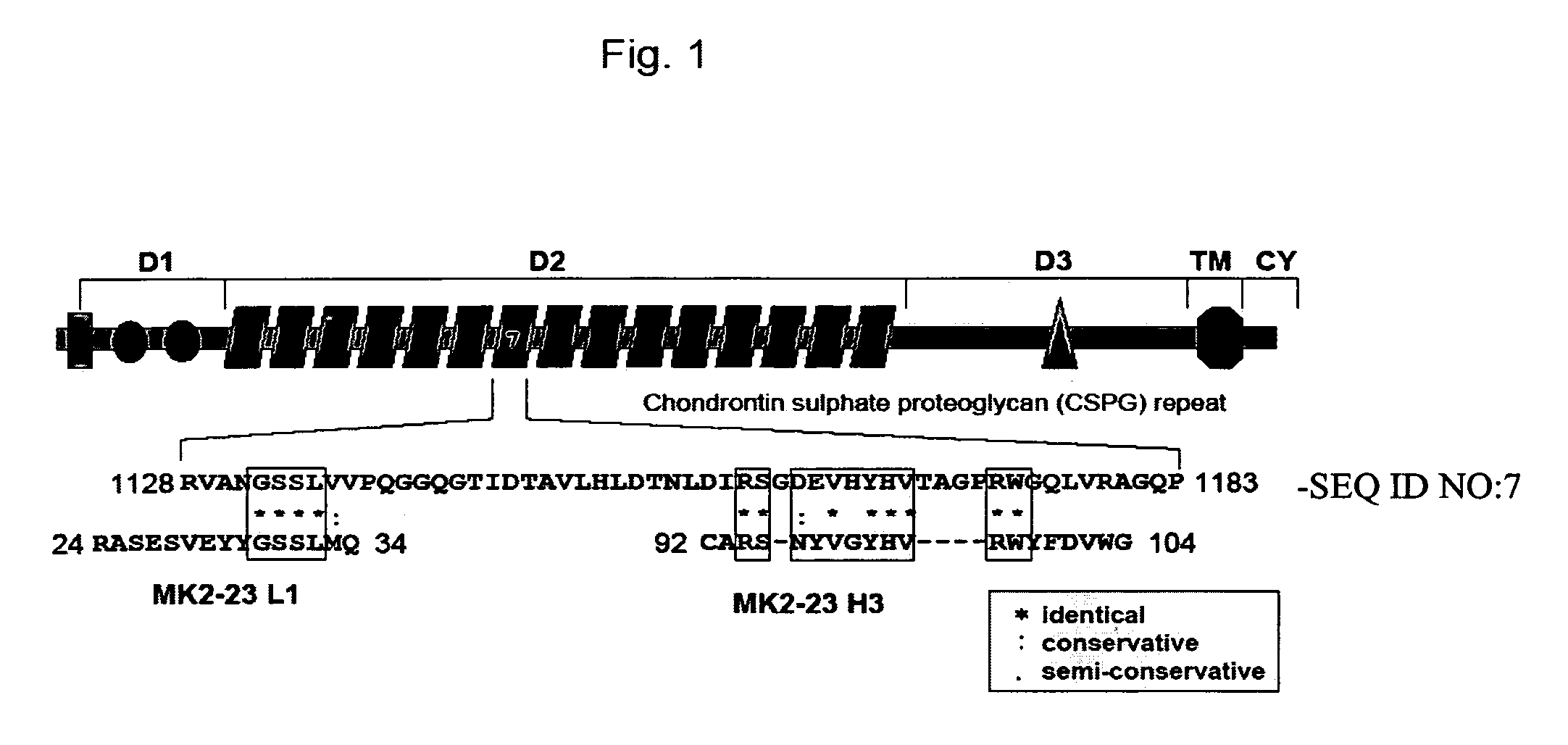 Peptides for stimulating an immune response against melanoma