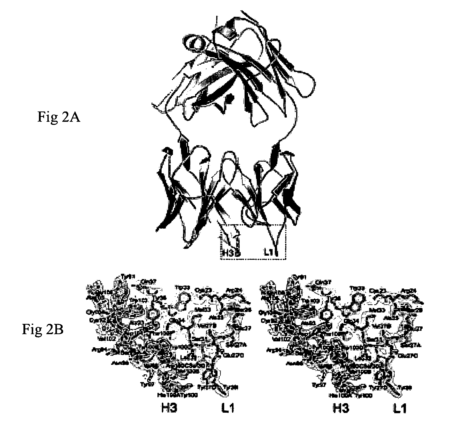 Peptides for stimulating an immune response against melanoma