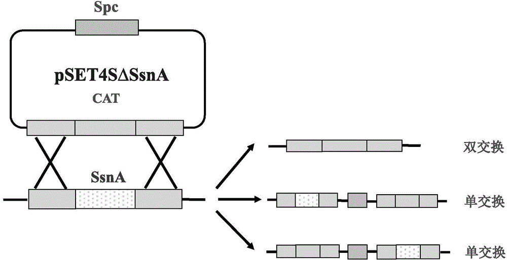 Streptococcussuis serotype 2 SsnA gene knockout mutant strain, and preparation method and application of mutant strain